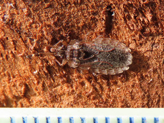 Aradus obtectus
