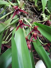 Maxillaria cucullata