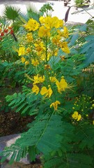 Caesalpinia pulcherrima flava