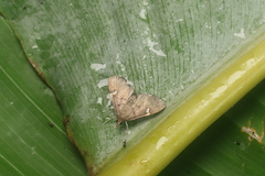 Deuterophysa albilunalis