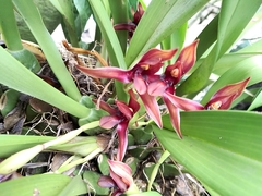 Maxillaria cucullata