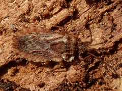 Aradus obtectus