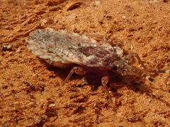 Aradus obtectus