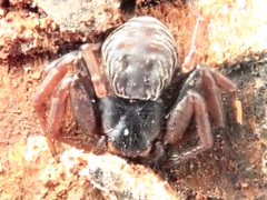 Coriarachne depressa