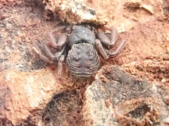 Coriarachne depressa