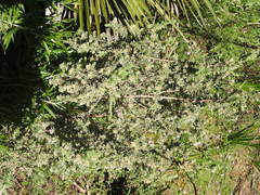 Thymelaea lanuginosa
