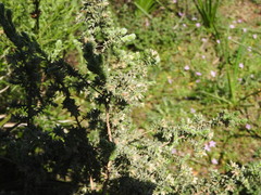 Thymelaea lanuginosa