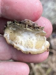 Merulius tremellosus