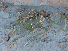 Juncus breweri