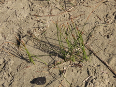 Juncus breweri
