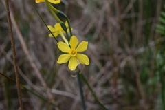 Narcissus jonquilla