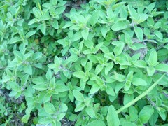 Origanum majorana