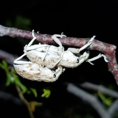 Apleurus albovestitus