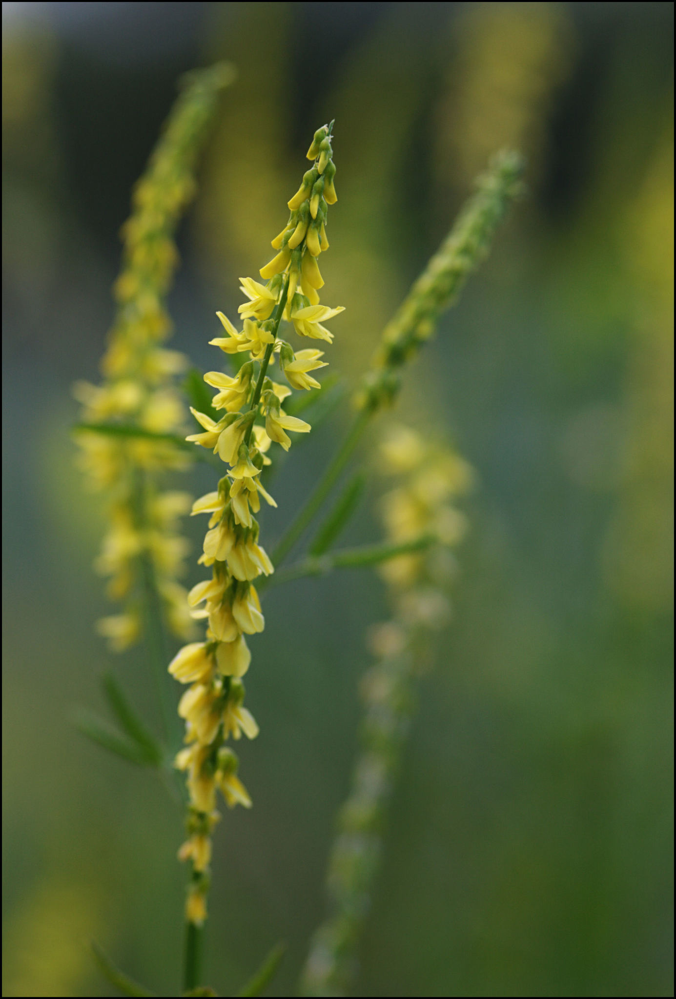 Melilotus