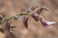Astragalus andersonii