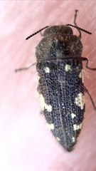 Acmaeodera vernalis