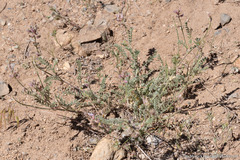 Astragalus andersonii