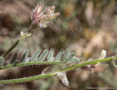 Astragalus andersonii