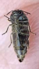 Acmaeodera vernalis