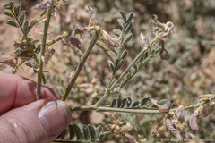 Astragalus andersonii