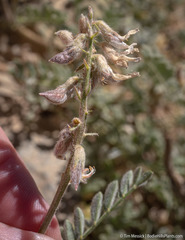 Astragalus andersonii