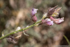 Astragalus andersonii