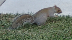 Sciurus carolinensis