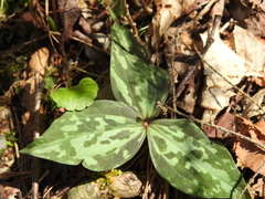 Trillium cuneatum
