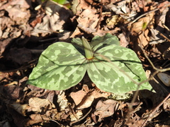 Trillium cuneatum