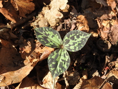 Trillium cuneatum