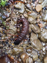 Dysmicohermes disjunctus