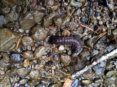 Dysmicohermes disjunctus