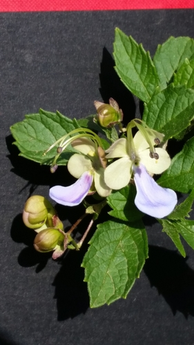 Rotheca myricoides