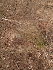 Austrostipa scabra