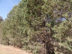 Callitris glaucophylla