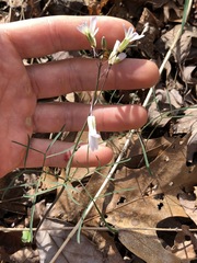 Cardamine dissecta