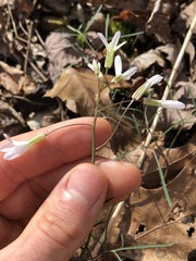 Cardamine dissecta
