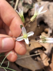 Cardamine dissecta