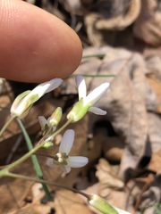 Cardamine dissecta