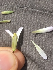 Cardamine dissecta