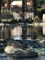 Lophodytes cucullatus