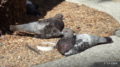 Columba livia domestica