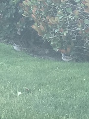 Zonotrichia leucophrys