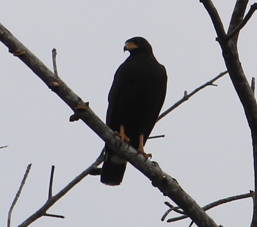 Buteogallus anthracinus image