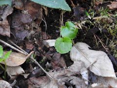 Viola rotundifolia
