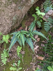 Arachniodes simplicior