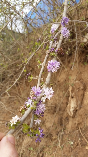 Ehretia rigida (Ehretia rigida)