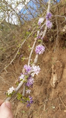 Ehretia rigida nervifolia