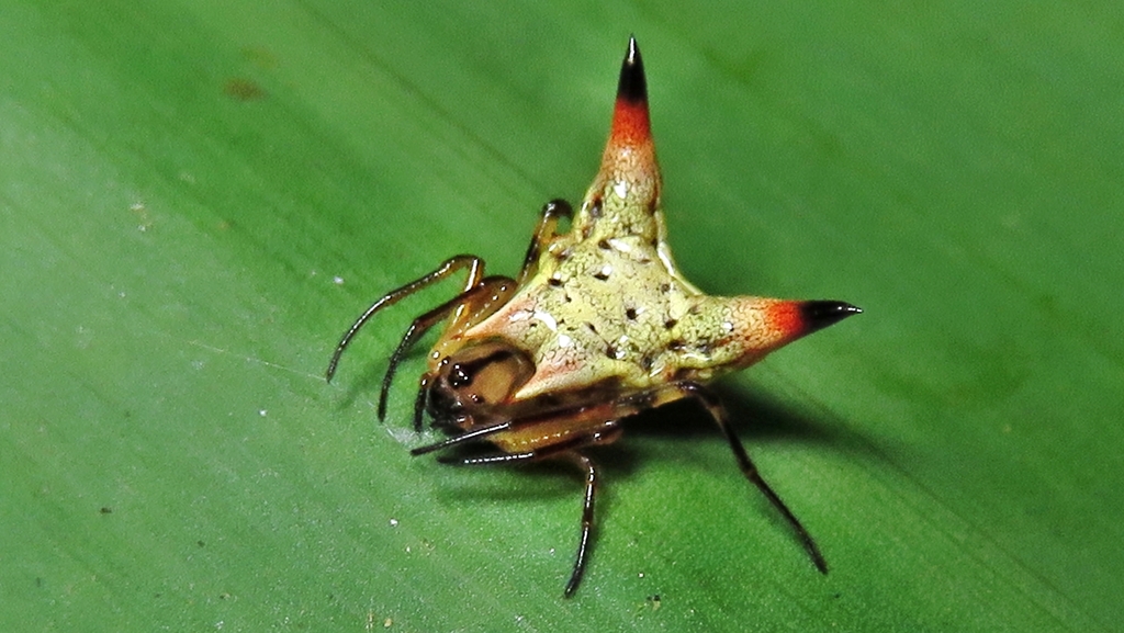 Micrathena jundiai
