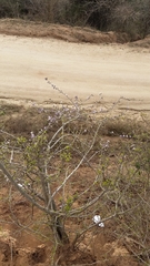 Ehretia rigida nervifolia